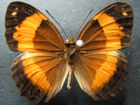 Cupha prosope prosope - Adult